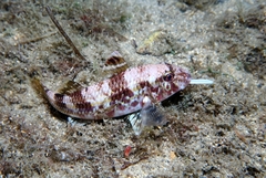 Mullus surmuletus