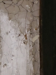 Pholcus phalangioides