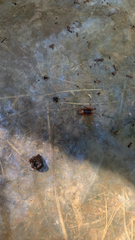 Dysdera crocata