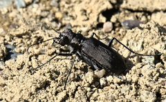 Cicindela longilabris