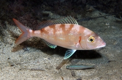 Pagellus erythrinus