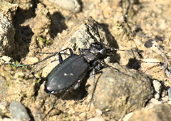 Cicindela longilabris