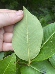 Frangula alnus