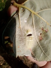 Calliteara pudibunda