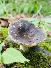 Russula cyanoxantha