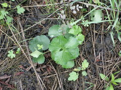 Ranunculus