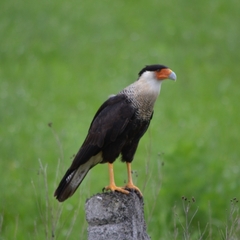 Caracara plancus