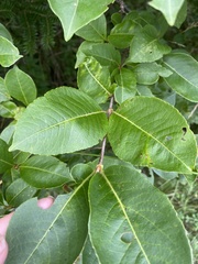 Frangula alnus