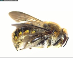 Anthidium manicatum