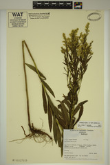 Solidago fallax molina