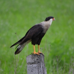 Caracara plancus