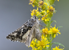 Syngrapha rectangula