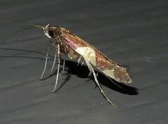 Caloptilia bimaculatella