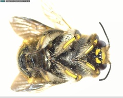Anthidium manicatum