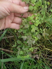 Thalictrum flavum