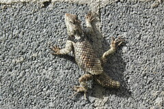 Sceloporus torquatus