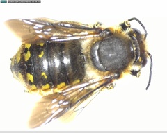 Anthidium manicatum