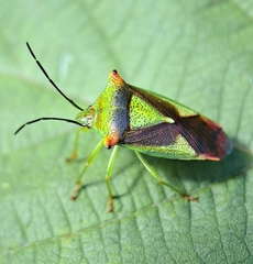 Acanthosoma haemorrhoidale