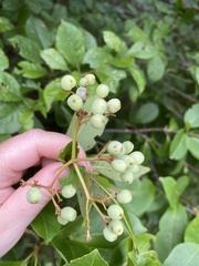 Frangula alnus