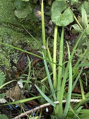 Cataclysta lemnata