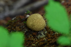 Scleroderma areolatum