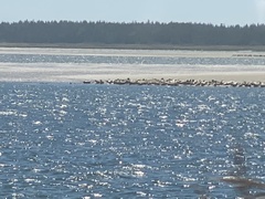 Otariidae