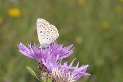 Polyommatus