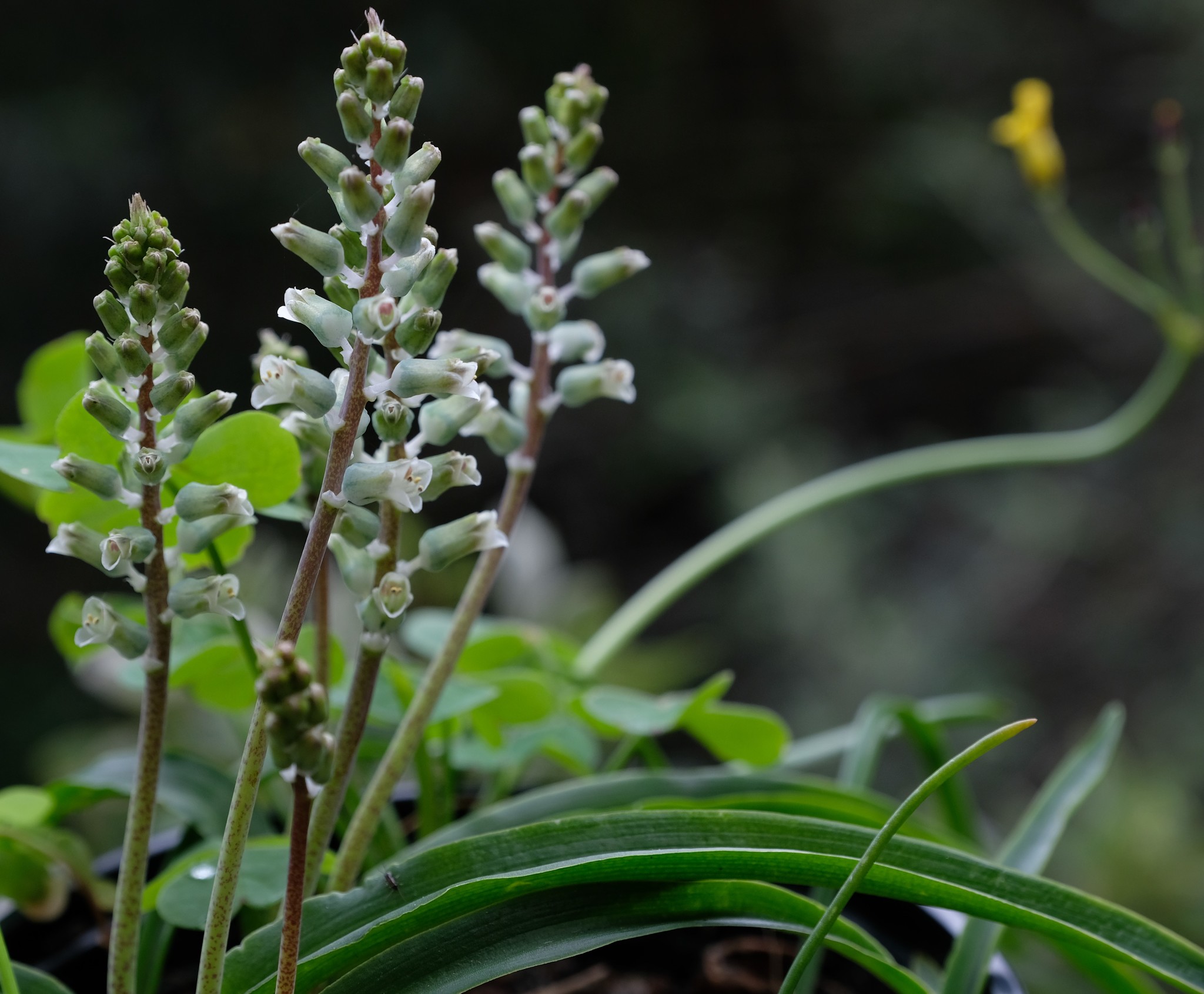 Lachenalia