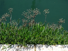 Crithmum maritimum