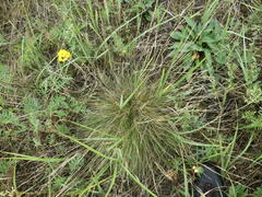 Festuca filiformis
