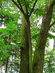 Juglans ailantifolia