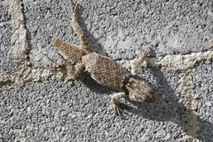 Sceloporus torquatus