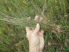 Festuca filiformis