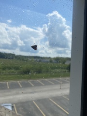 Tetanolita mynesalis