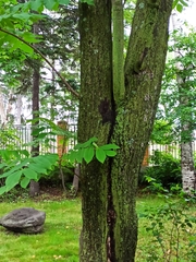 Juglans ailantifolia