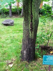 Juglans ailantifolia