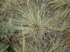 Festuca pseudodalmatica