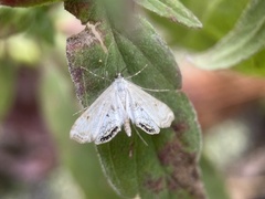 Cataclysta lemnata