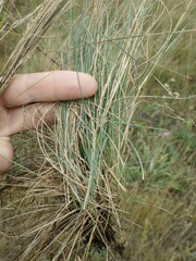 Festuca pseudodalmatica