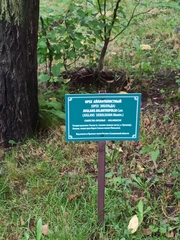 Juglans ailantifolia