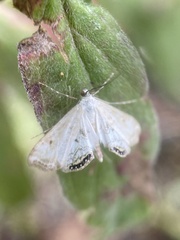Cataclysta lemnata