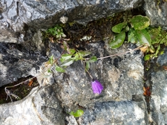 Campanula pulla