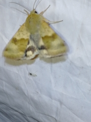 Heliothis viriplaca