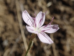 Stephanomeria