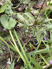 Cataclysta lemnata