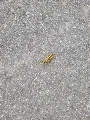 Melanoplus bivittatus