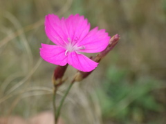 Dianthus borbasii