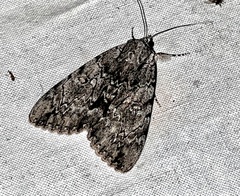 Catocala habilis
