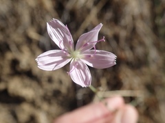 Stephanomeria