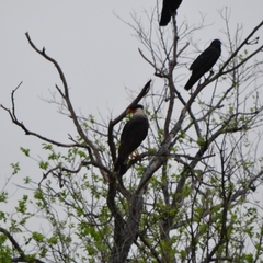 Caracara plancus